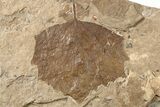 Multiple Fossil Leaf (Populus & Vitis) Plate - Nebraska #262738-3